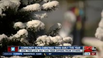 Community buys Christmas trees early this year