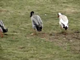 Course de canards
