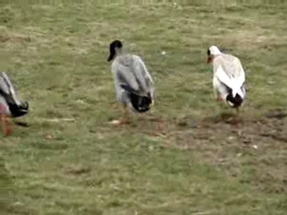 Course de canards