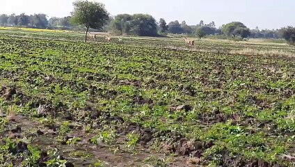 किसानों के लिए नीलगाय बनी बड़ी मुसीबत, नाजुक फसलों को कर रही नष्ट