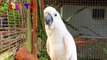 Funny Parrot  - A Cute Funny Parrots Talking Videos Compilation __NEW HD