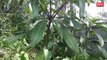 আম গাছে জোড় কলম করার পদ্ধতি _ How to mango grafting in Bangla _ Vumika Agro News _ জোড় কলম