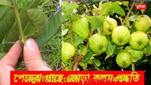 পেয়েরা গাছে জোড় কলম করার পদ্ধতি - guava grafting techniques -  How to guava grafting