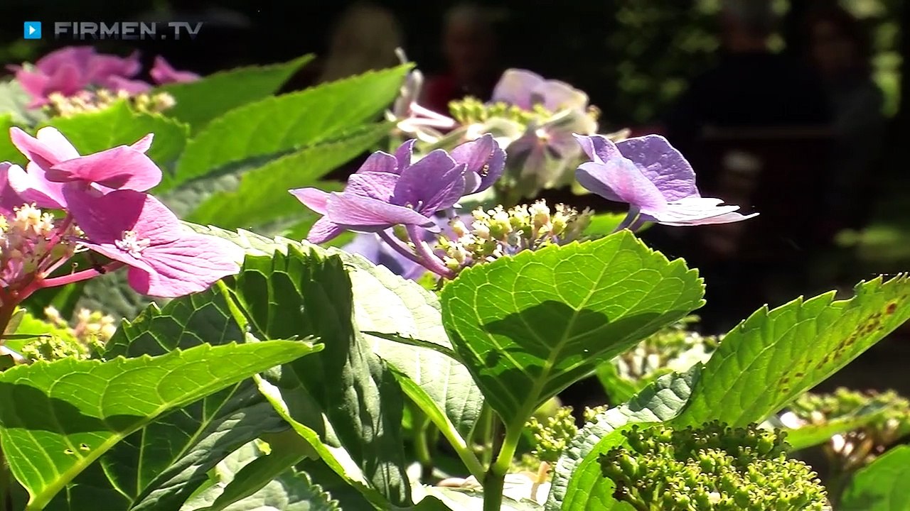 Landgasthof Kastanienbaum in Lüdinghausen – gutbürgerliche Küche und westfälische Spezialitäten