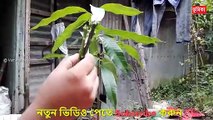 আম গাছে ডাবল জোড় কলম করার পদ্ধতি _ mango double grafting techniques _ Vumika Agri News