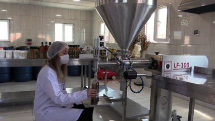 KASTAMONU - Yıllandırılan 'sarımsak ekstraktı' talep görüyor (1)