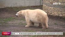 ラスプーチンがタリン動物園の飼育展示場に登場(Dec.1_2020)