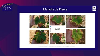 Maladies émergentes - Xylella fastidiosa sous surveillance