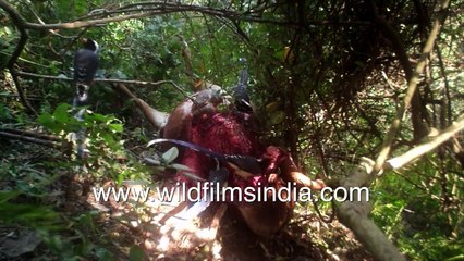 Leopard with rossette spots picks on kill by night, magpies come calling by day, at wildfilmsindia
