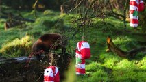 Wolverines tuck into a Christmas treat at ZSL Whipsnade Zoo (C) ZSL