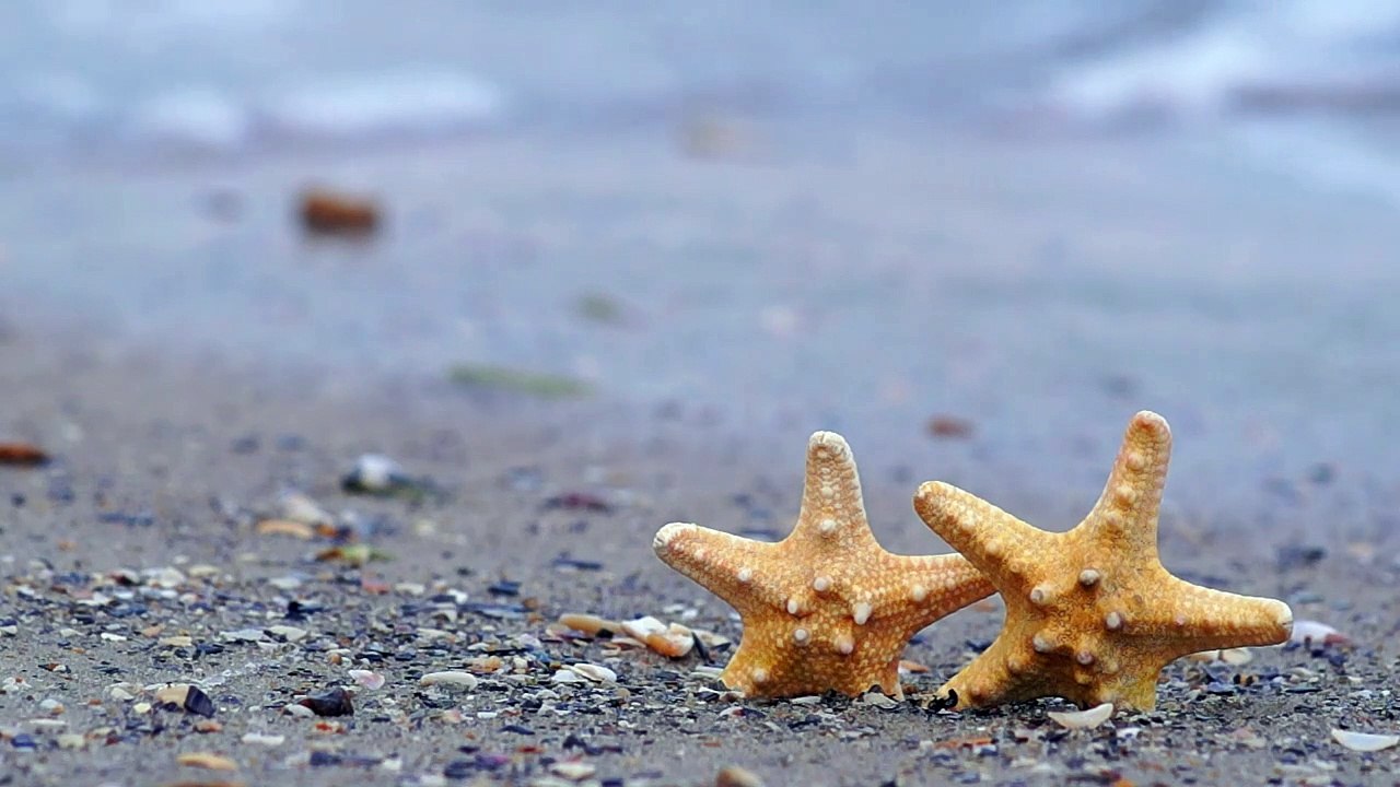 Starfish on the beachnatural beautiful royalty Free Stock no copyright video Free for commercial use dron dron aerial view