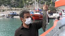 ANTALYA - Balon balığının kuyruğuna 5 lira destek ödemesi balıkçıları mutlu etti