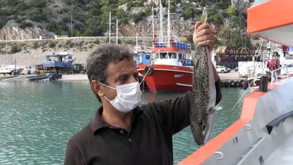 ANTALYA - Balon balığının kuyruğuna 5 lira destek ödemesi balıkçıları mutlu etti