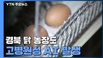 경북 닭 농장서도 고병원성 AI 발생...방역 '비상' / YTN