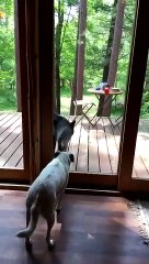 Dog Meets Bear at Glass Door