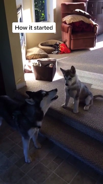 Howling Huskies Make Some Noise