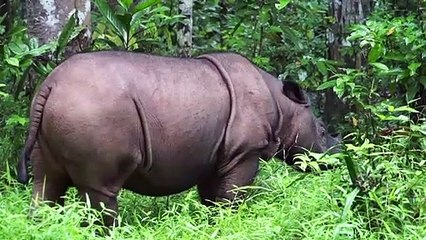 Sauver le rhinocéros de Sumatra dans la jungle indonésienne