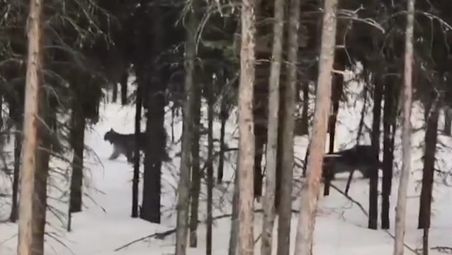 Canadian lynx wandering around in snowy forest