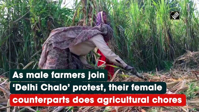 As male farmers join ‘Delhi Chalo’ protest, their female counterparts does agricultural chores