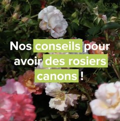 Nos conseils pour avoir des rosiers canons !
