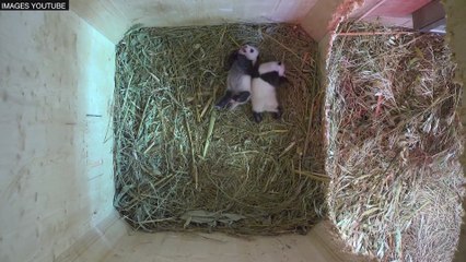 Deux bébés pandas ouvrent les yeux pour la première fois