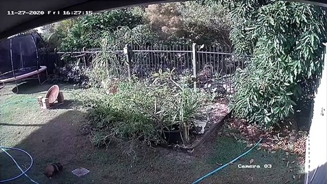 Ce chiot réussit à échapper à un serpent affamé