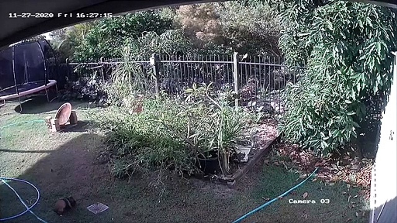 Ce chiot réussit à échapper à un serpent affamé