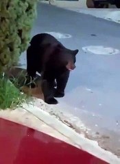 Download Video: Regardez qui fait fuir ce gros ours... Tellement drôle