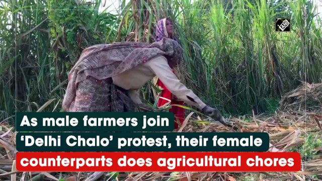 As male farmers join ‘Delhi Chalo’ protest, their female counterparts does agricultural chores