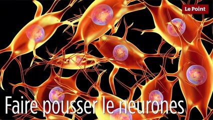 Les recettes de la bonne humeur #5 : Écoutez du Mozart !