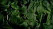 Baby Spinach Recalled for Potential Salmonella Contamination