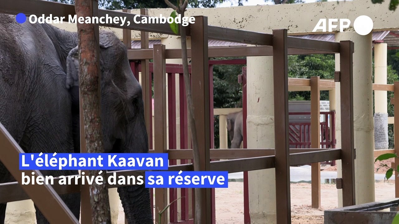 Cambodge: "l'éléphant le plus seul au monde" re...