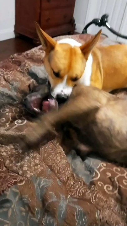 Fun With Claire Bear  and Tucker Carlson  Can Get A But Testy
