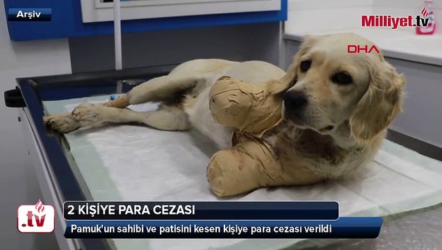 Bacakları kesilmiş halde bulunmuştu! Pamuk'a işkence edenlerle ilgili karar