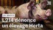 L214 diffuse des images accablantes d'un élevage porcin fournissant Herta