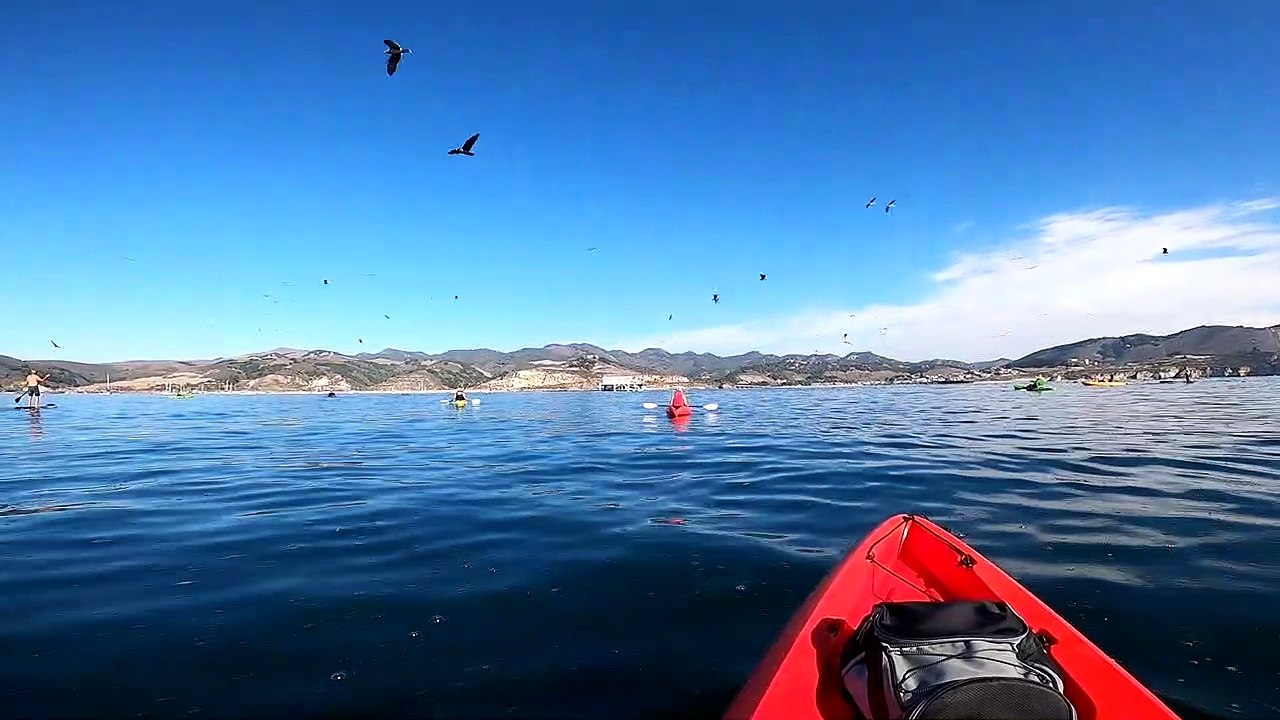 Whale Tips Over Kayakers