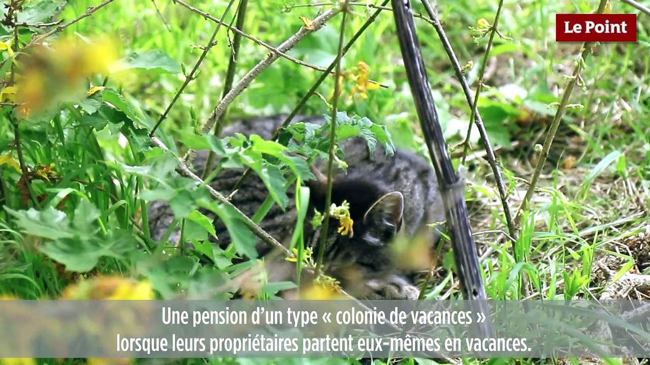 La ferme du Quesnoy : le refuge pour chats de Thierry Bedossa