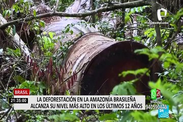 La deforestación en la Amazonía brasileña alcanza su nivel más alto en los últimos 12 años