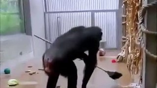 Un chimpanzé nettoie son encols à l'aide d'un balai