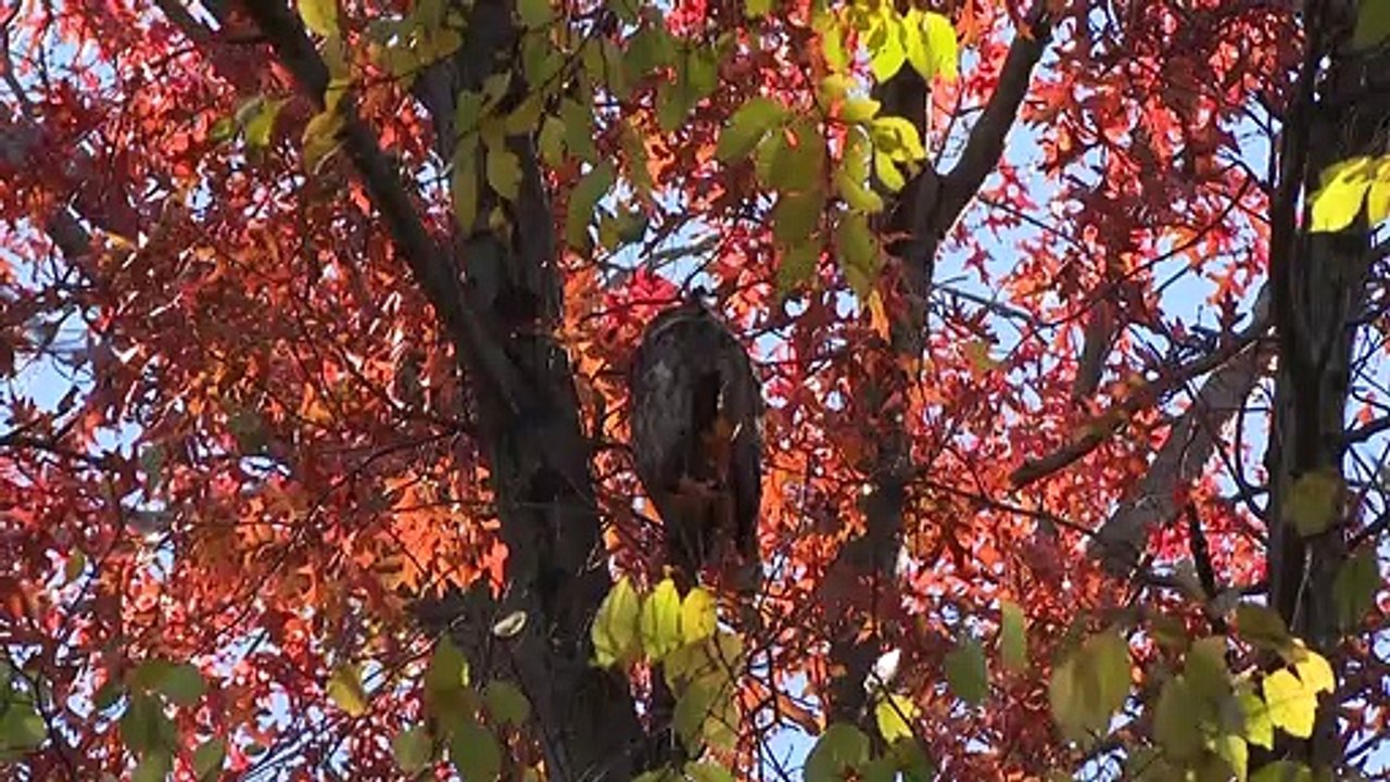 ¿El nuevo hobby anti-covid en NYC? Avistar aves en Central Park