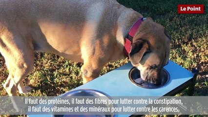 La ferme du Quesnoy : le refuge pour chiens de Thierry Bedossa