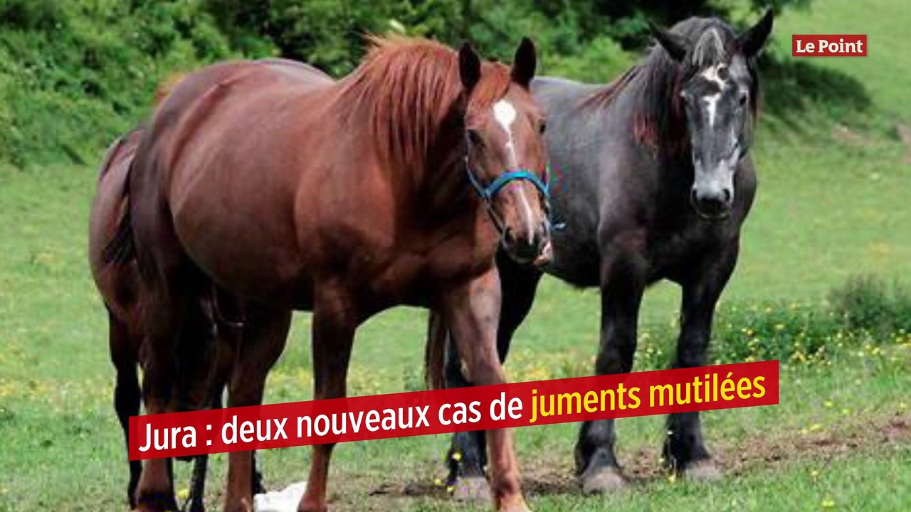 Jura : deux nouveaux cas de juments mutilées