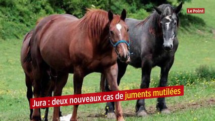 Jura : deux nouveaux cas de juments mutilées