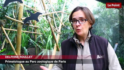 Les trois bizarreries... du grand hapalémur !