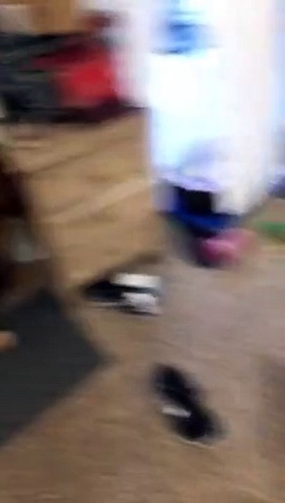 guilty dog hides face in shame shameful dog apologizes for almost biting owner - -  2020 - 12