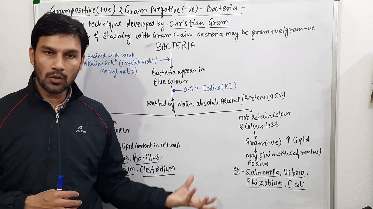 Gram Positive & Gram Negative Bacteria(Kingdom-Monera) Gram Staining