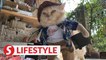 Indonesian tailor makes cosplay costumes for cats