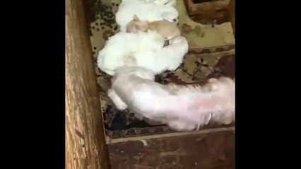 Hayvan seviyorum diye hayvanlara böyle eziyet ediliyor