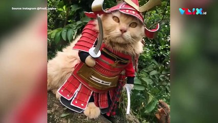 Gemes Banget! Kucing Jadi Ustaz Sampai Bawa Celurit