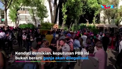 PBB Tetapkan Ganja Bukan Lagi Narkoba Berbahaya